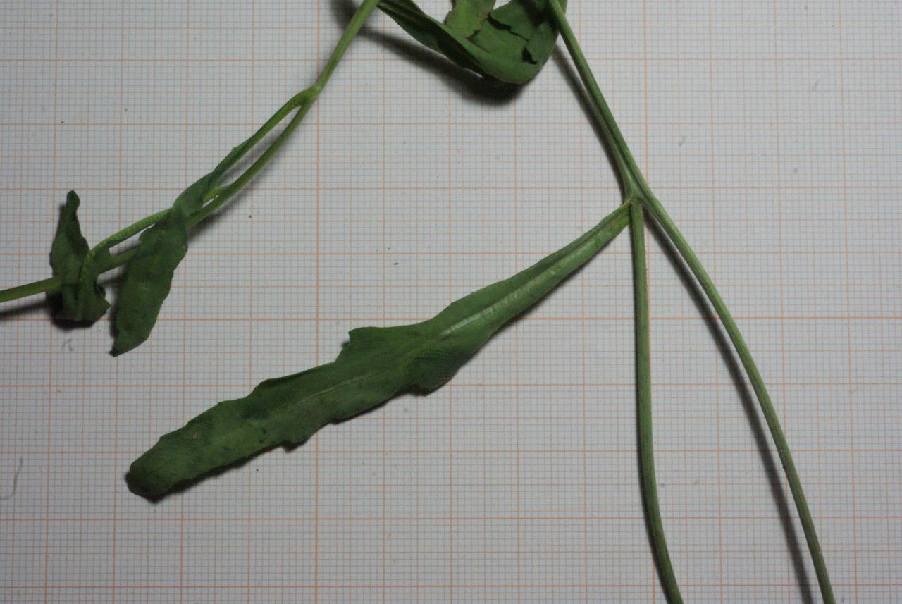 Diplotaxis simplex — search result for 'Diplotaxis'