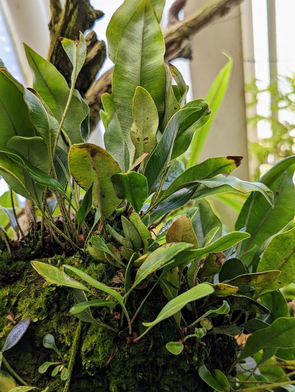 Elaphoglossum proximum — houseplant care guide