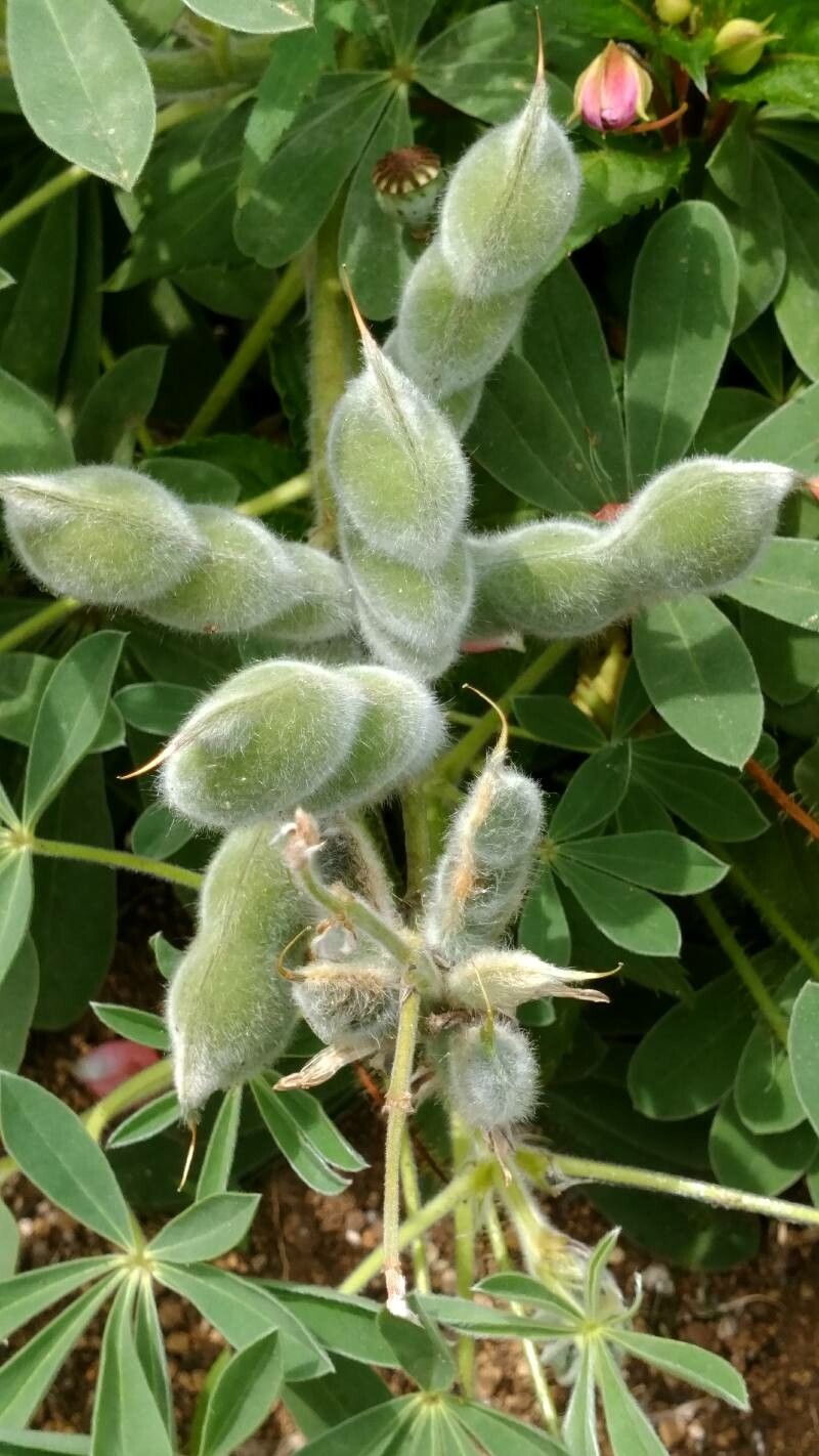 Lupinus cosentinii fruit