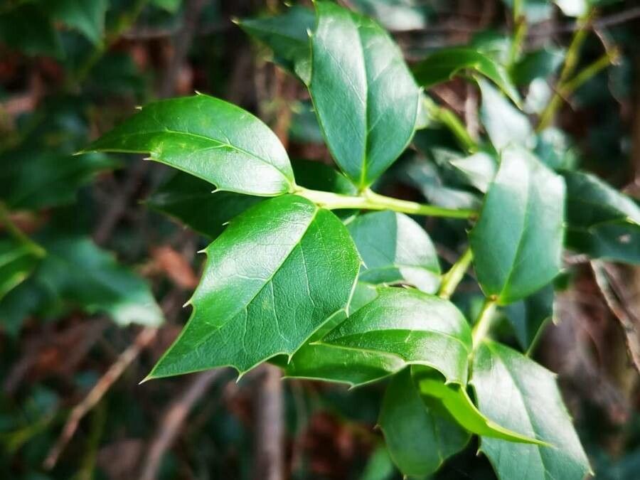 Ilex colchica — search result for 'Bulgaria'