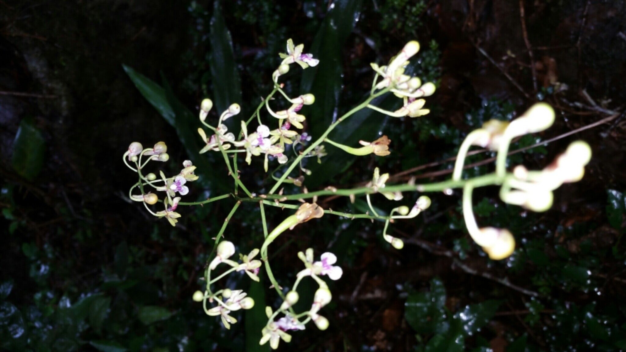 Eulophia petiolata — houseplant care guide