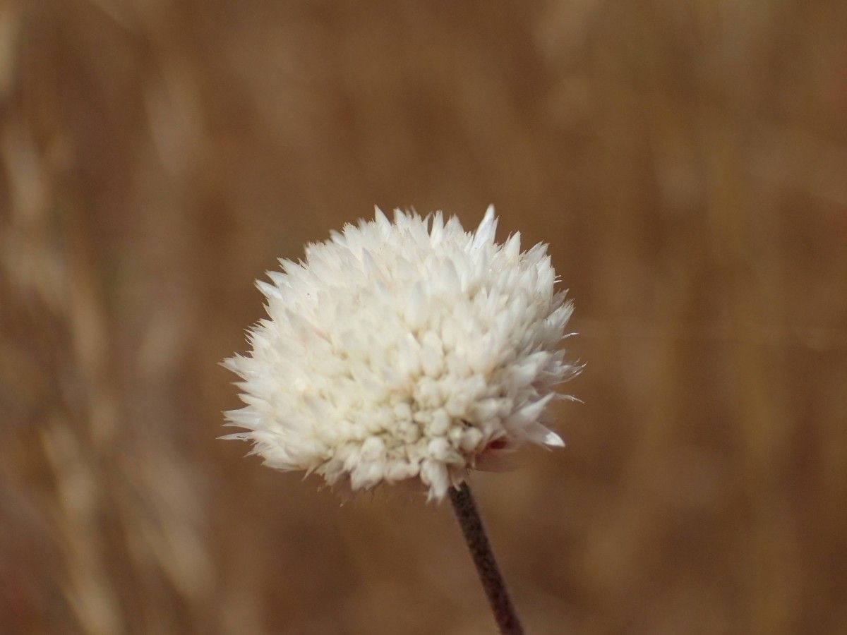 Polycarpaea linearifolia flower