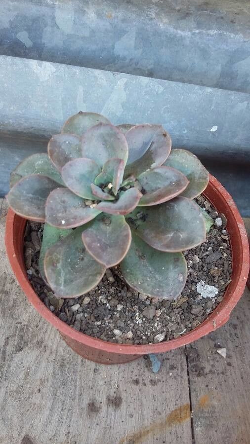 Echeveria megacalyx — search result for 'Echeveria'