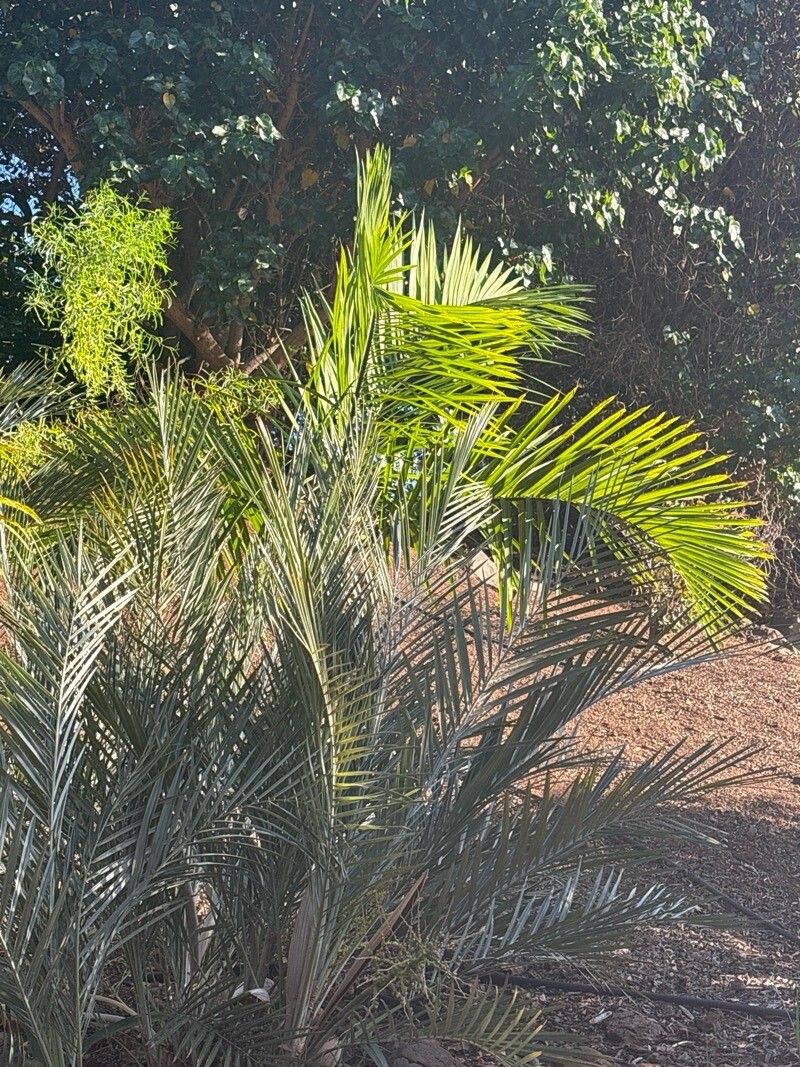 Syagrus campylospatha — houseplant care guide