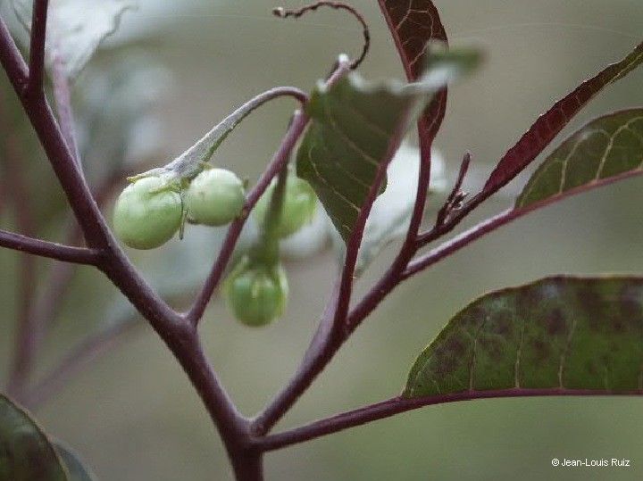 Solanum artense fruit