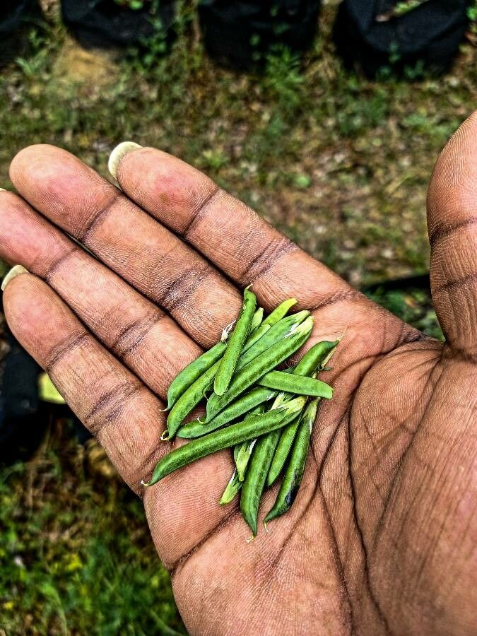 Cyamopsis tetragonoloba fruit