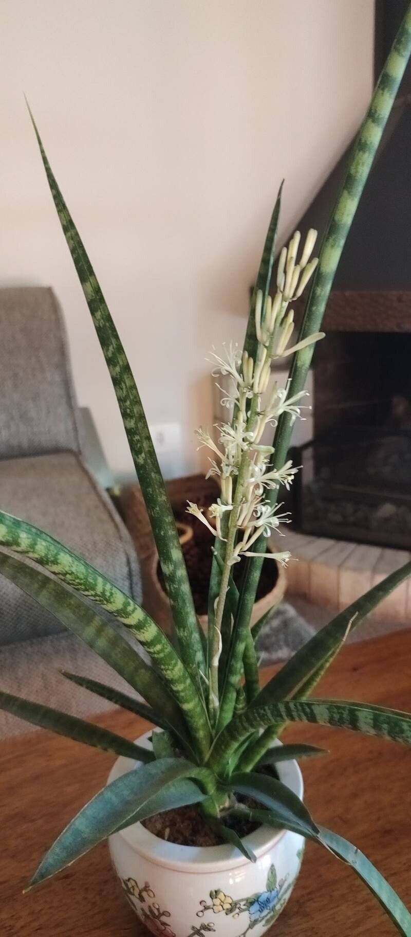Dracaena stuckyi flower