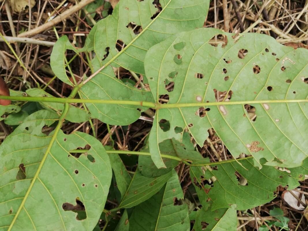 Erythrina droogmansiana — houseplant care guide