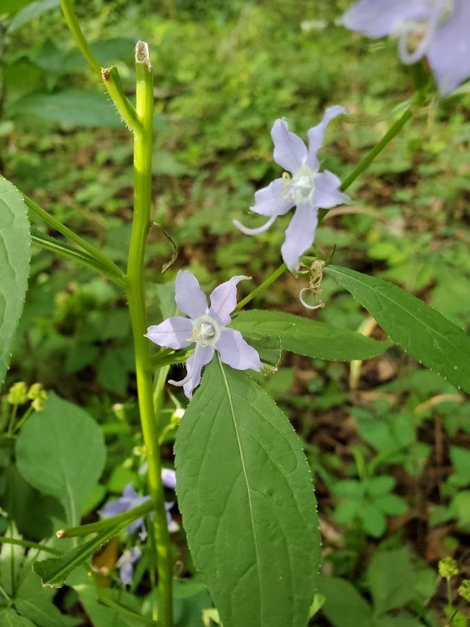 Campanula americana — search result for 'Biennial'