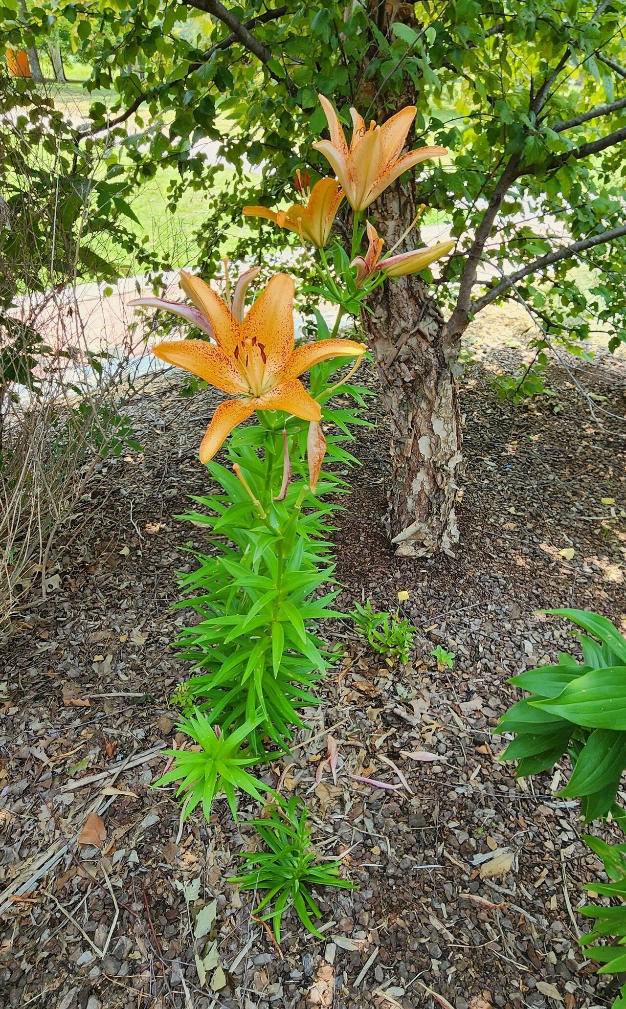 Lilium maculatum habit
