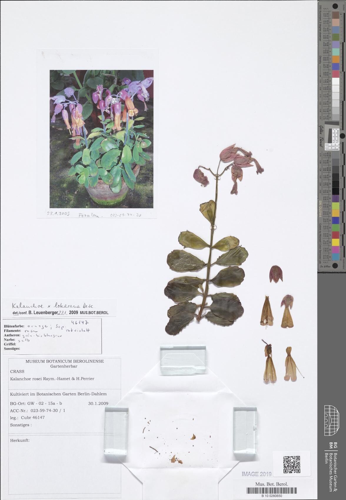 Kalanchoe × lokarana — search result for 'Kalanchoe'