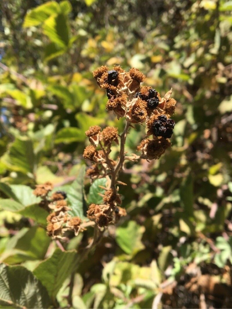 Escallonia myrtoidea — search result for 'Escallonia'