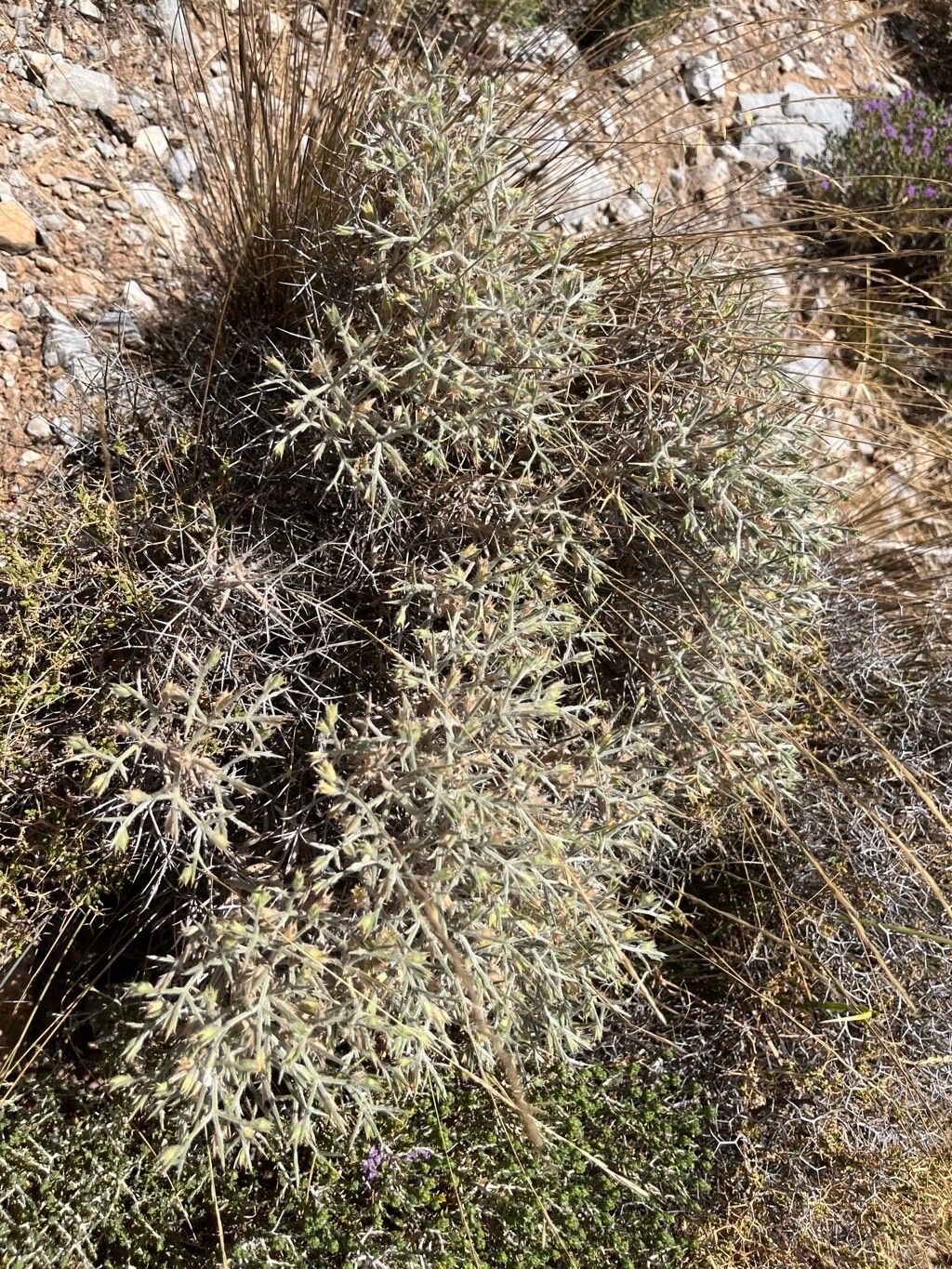 Stachys spinosa habit
