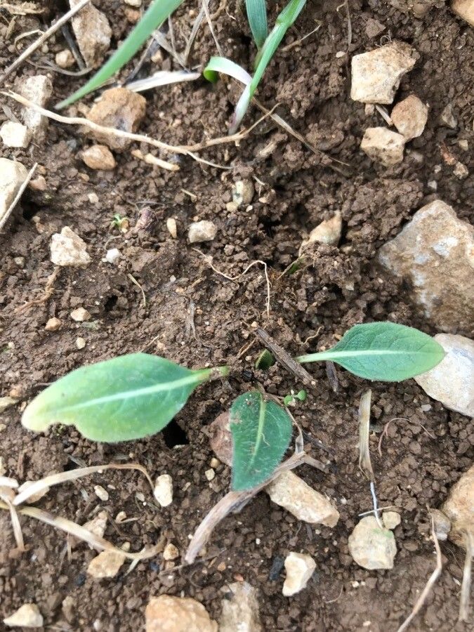 Cyanus graminifolius — related species from the same genus