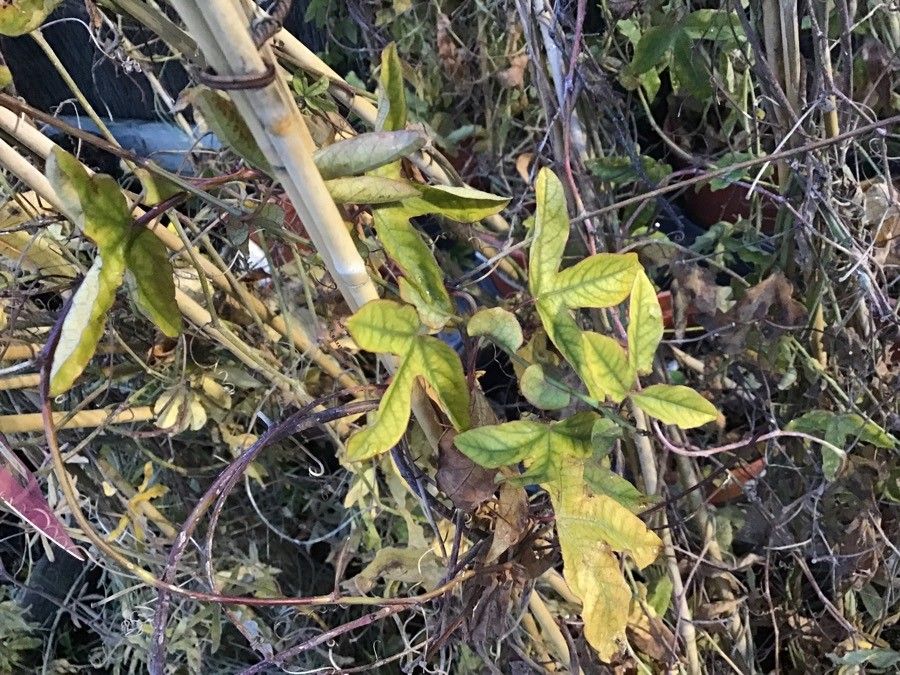 Passiflora amethystina