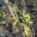 Passiflora amethystina