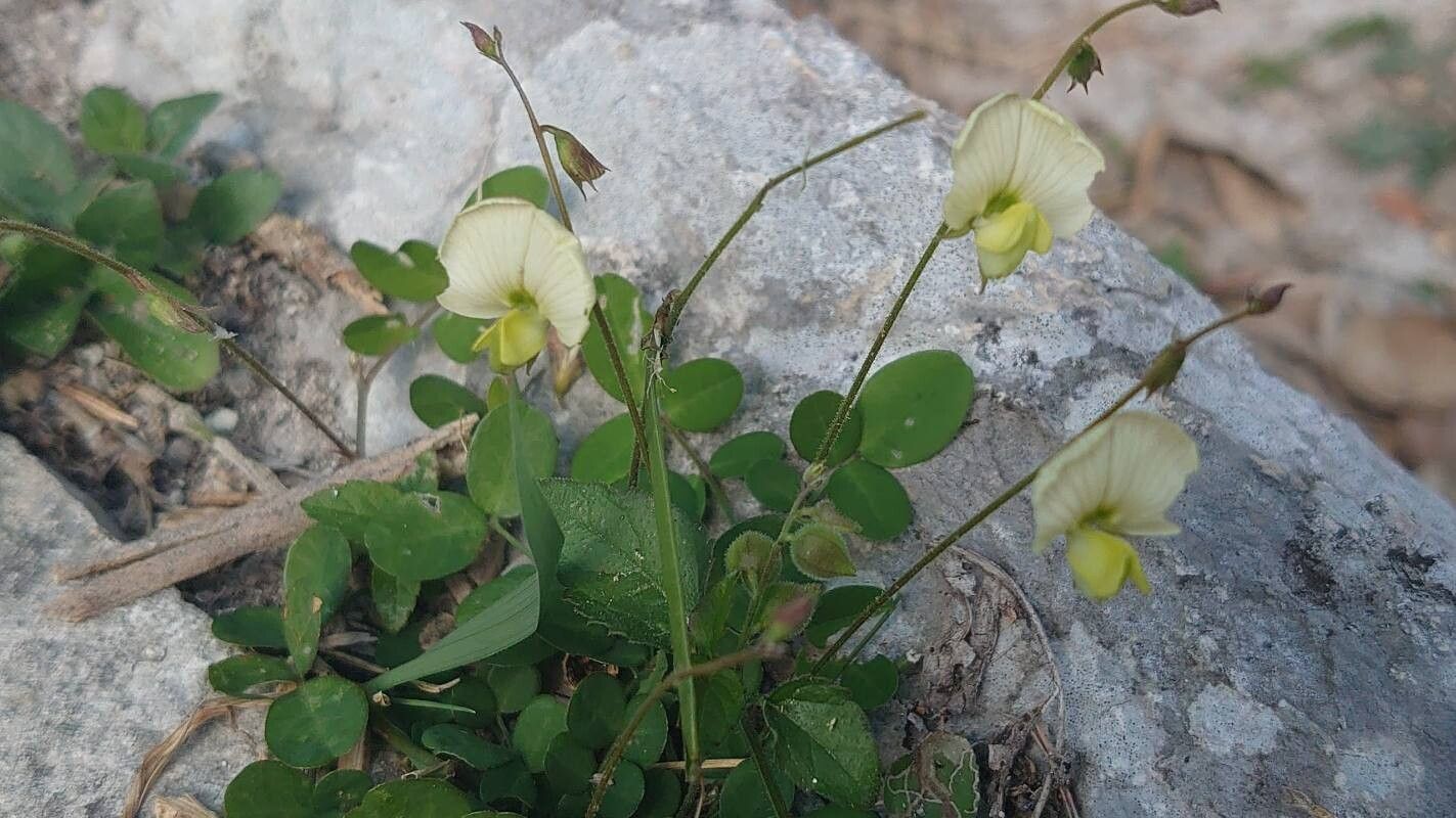 Coursetia caribaea — related species from the same genus