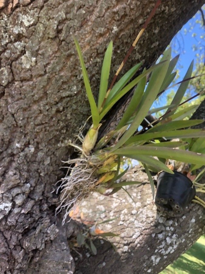 Laelia × gouldiana — houseplant care guide