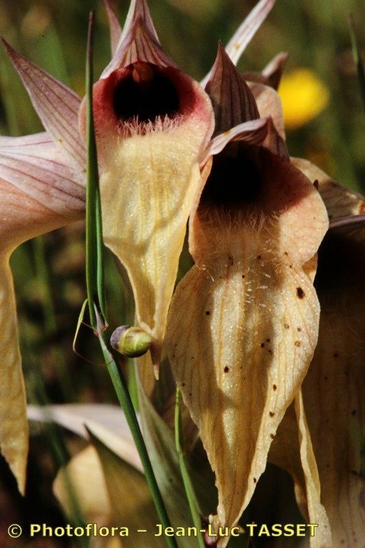 Serapias × godferyi — houseplant care guide