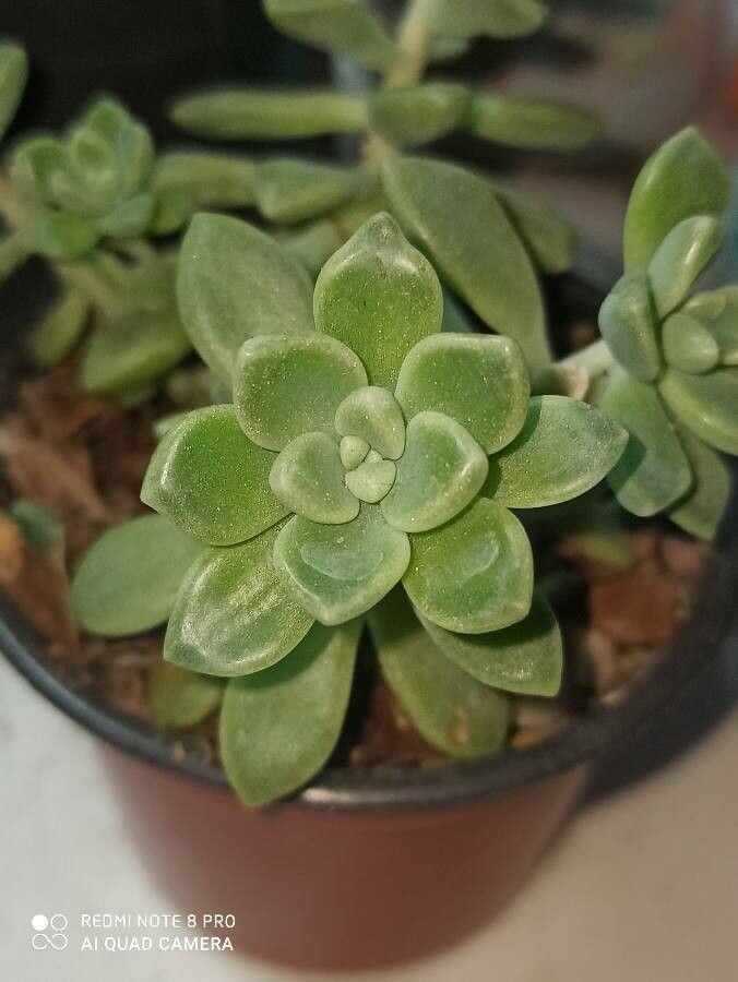 Sedum clavatum flower