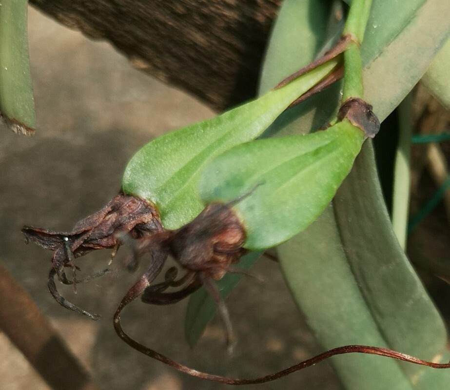Cyrtorchis letouzeyi fruit
