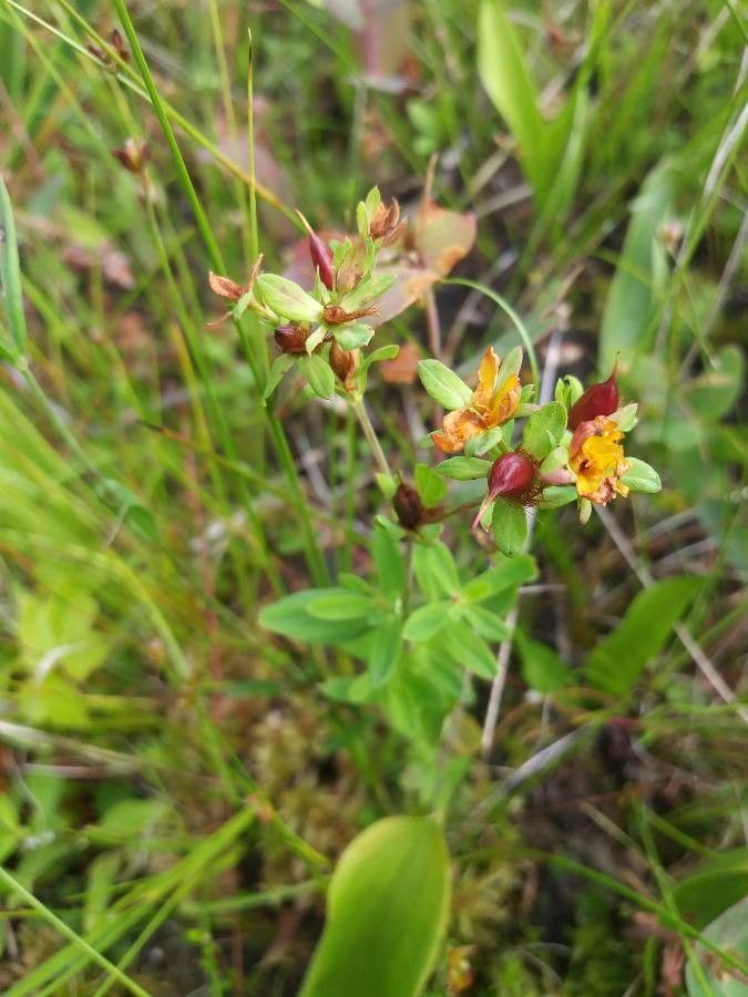 Hypericum ellipticum — search result for 'Hypericum'