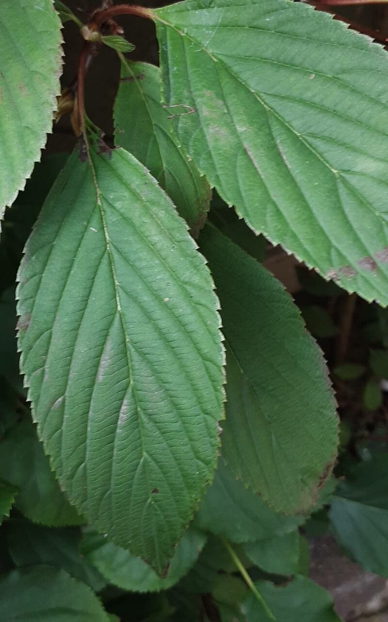 Viburnum × bodnantense — search result for 'Viburnum'