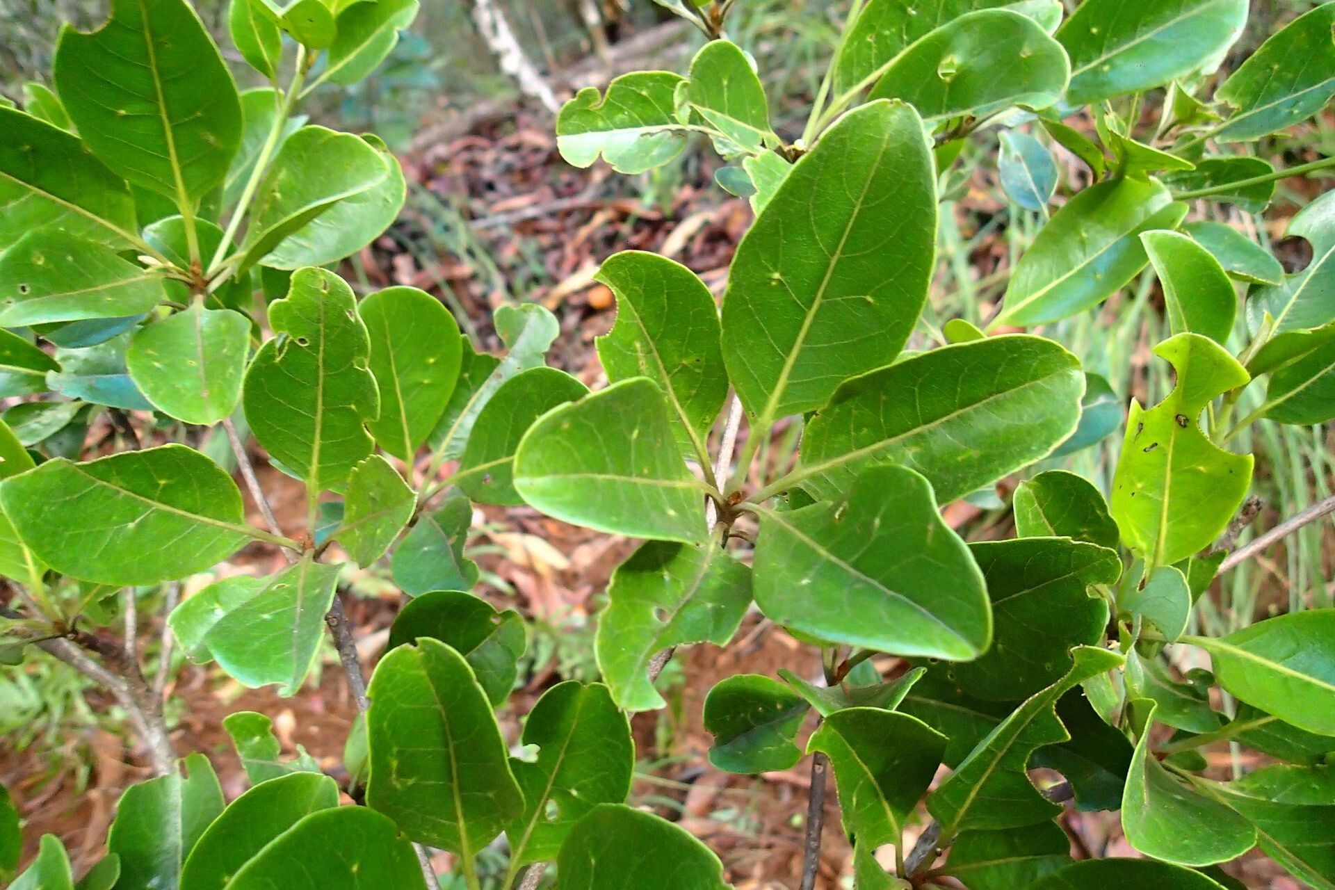 Terminalia gatopensis leaf