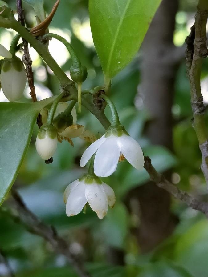 Cleyera japonica flower