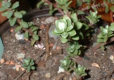 Sedum oaxacanum habit