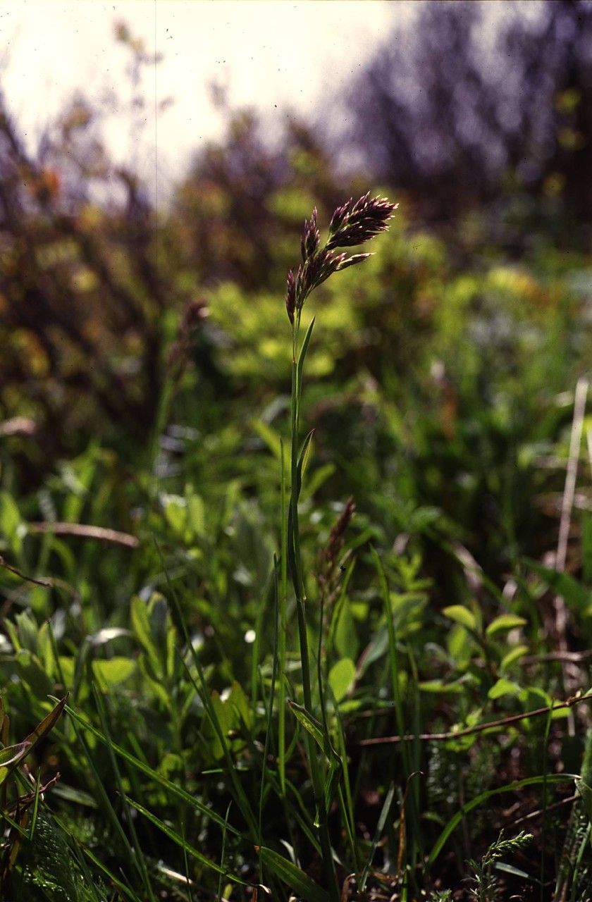 Poa chambersii habit