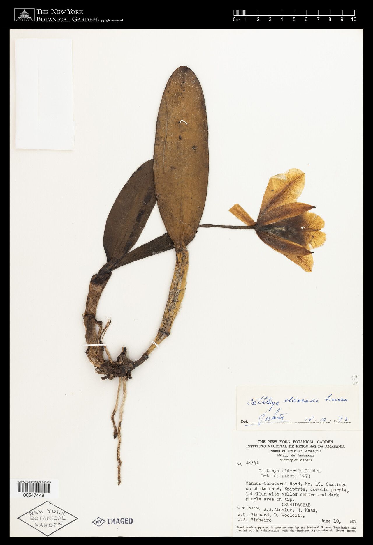 Cattleya wallisii flower