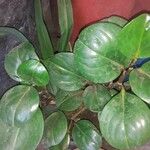 Peperomia obtusifolia