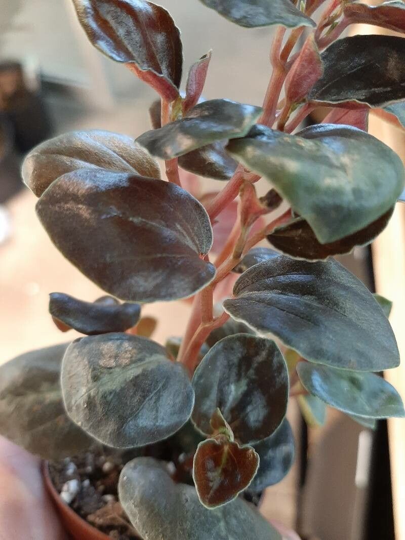 Peperomia metallica bark
