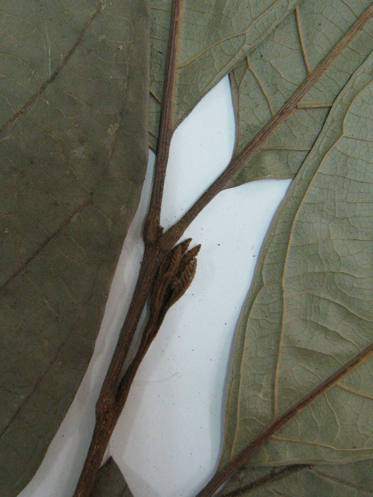 Cupania diphylla other