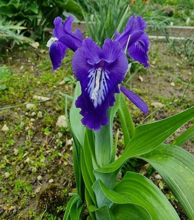 Iris aucheri — search result for 'Iris'