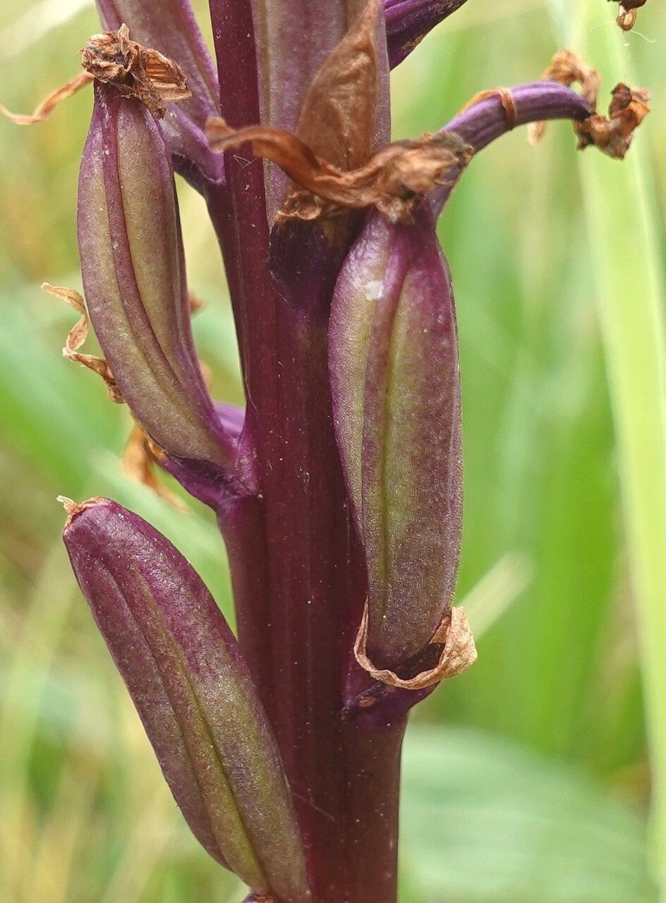 Anacamptis laxiflora fruit