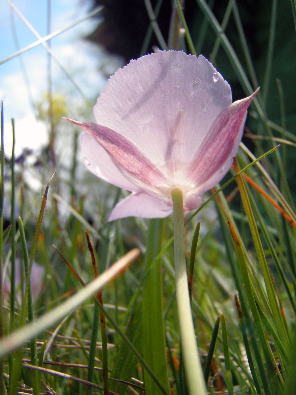 Calochortus uniflorus flower