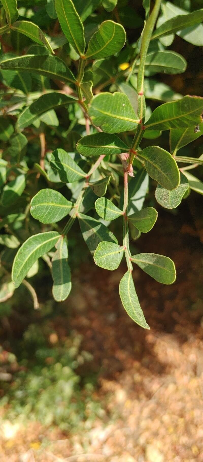 Zanthoxylum davyi — search result for 'Zanthoxylum'