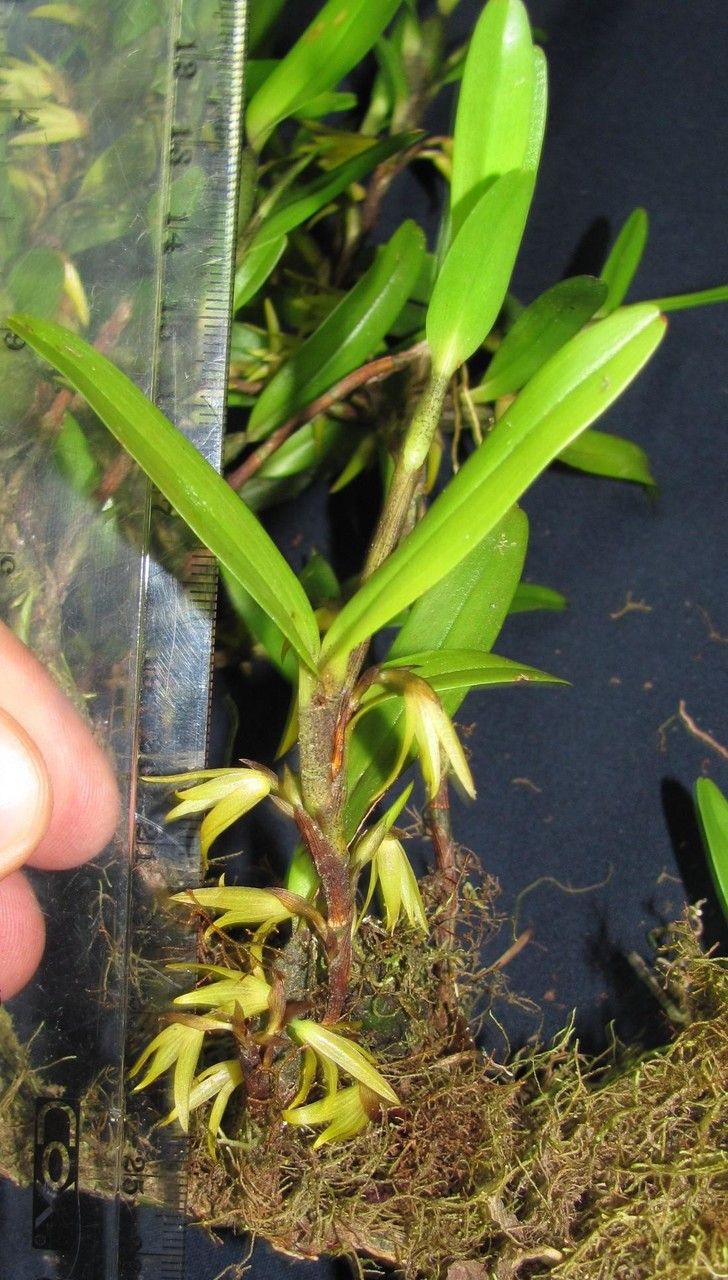 Camaridium microphyton other