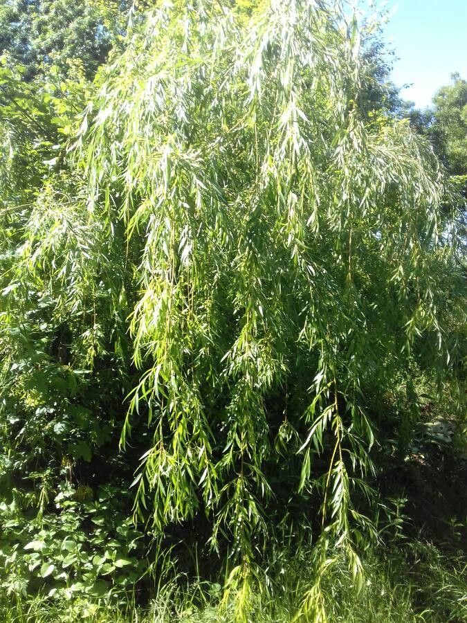 Salix x chrysocoma habit