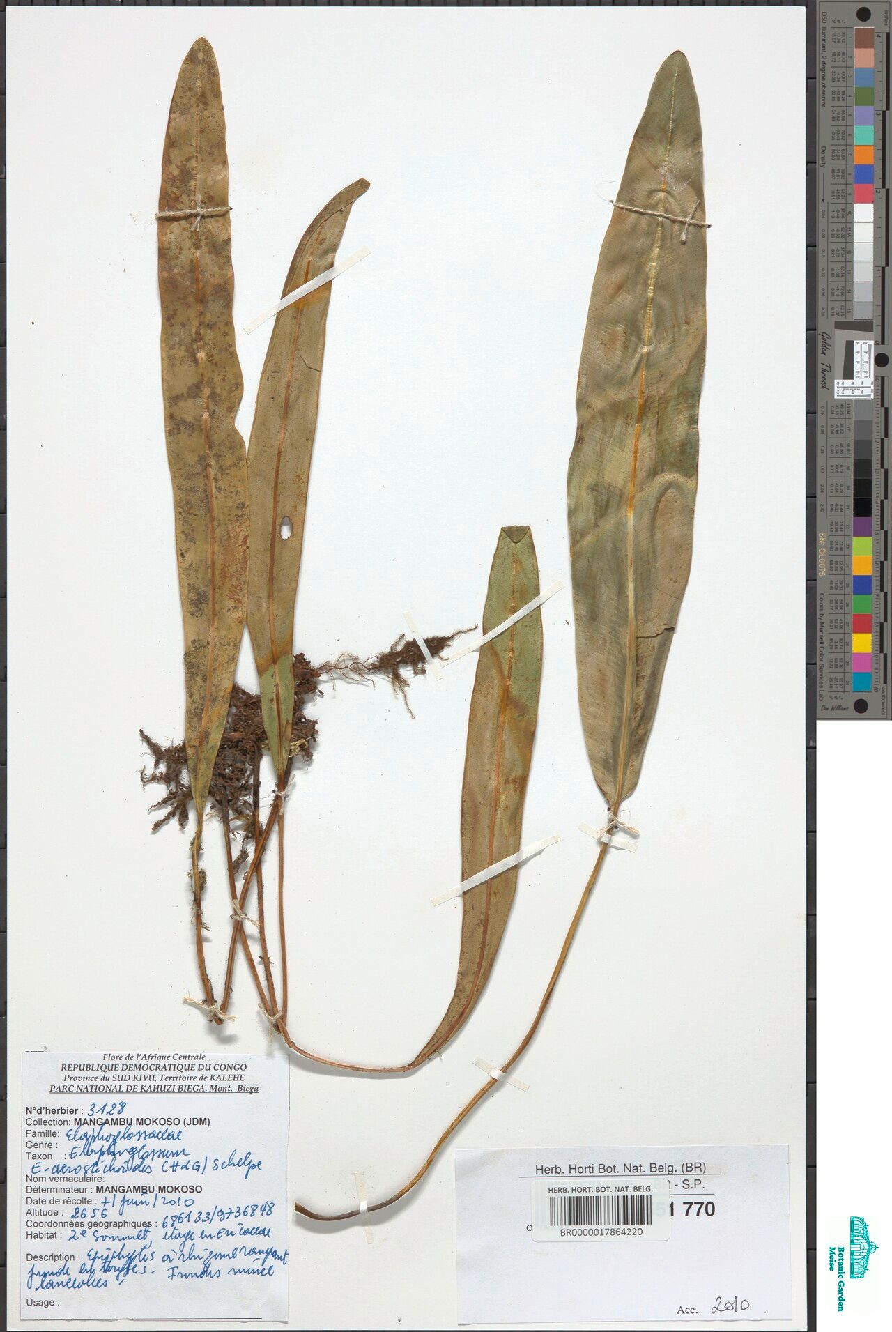 Elaphoglossum lastii — houseplant care guide