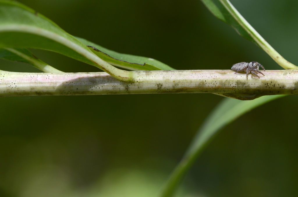 Vernonia arkansana bark