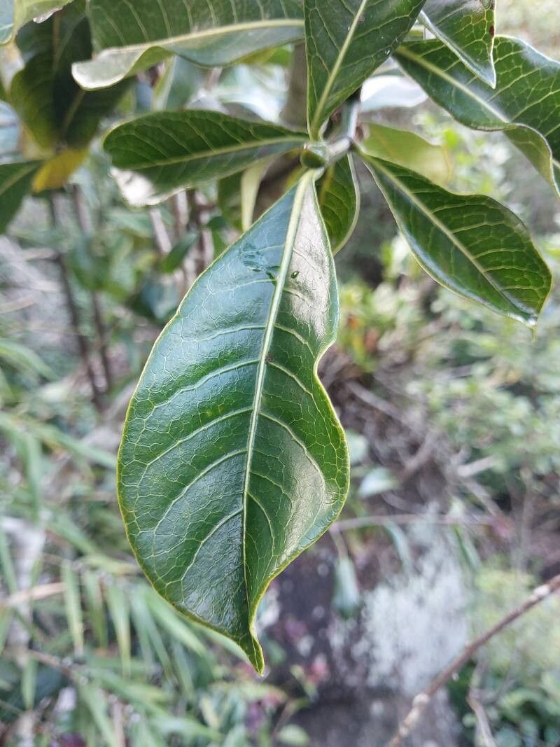 Psychotria megalocarpa — houseplant care guide