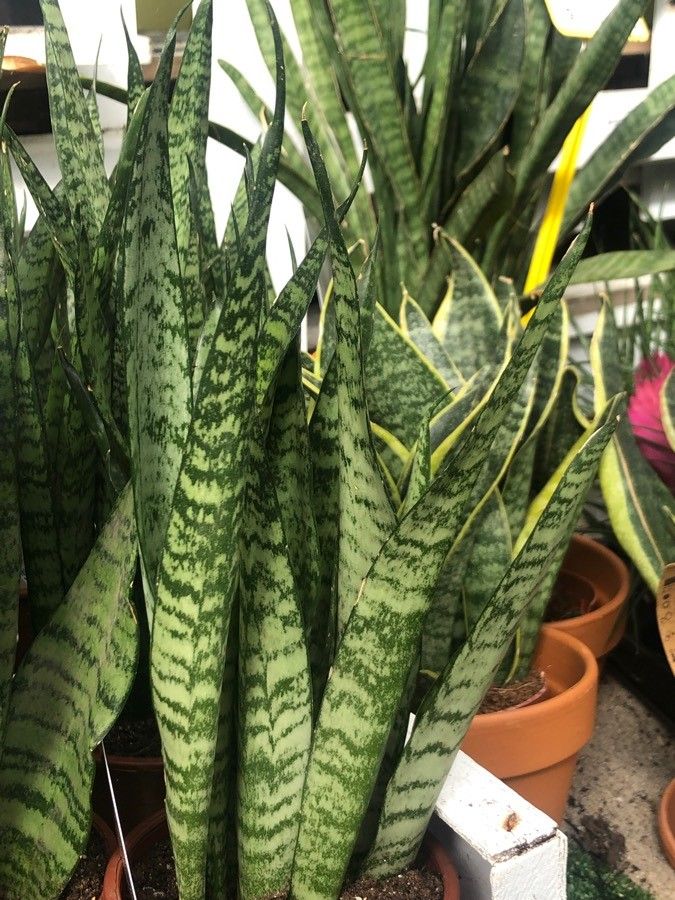 Sansevieria zeylanica — search result for 'Sri Lanka'