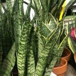 Sansevieria zeylanica