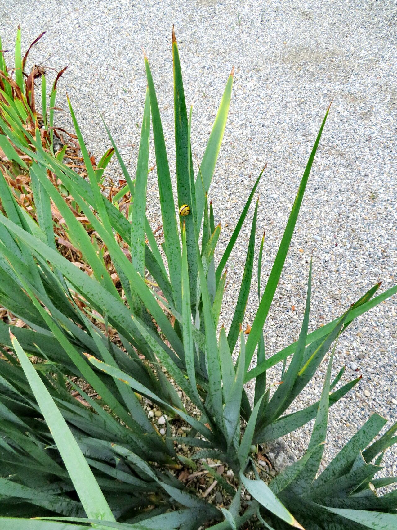 Iris crocea — houseplant care guide
