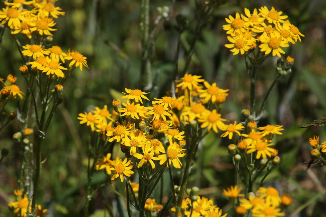 Packera dubia flower