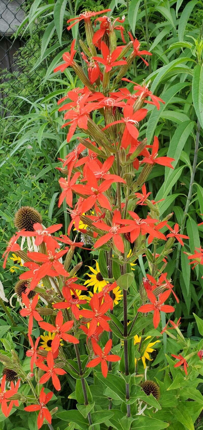 Silene regia flower