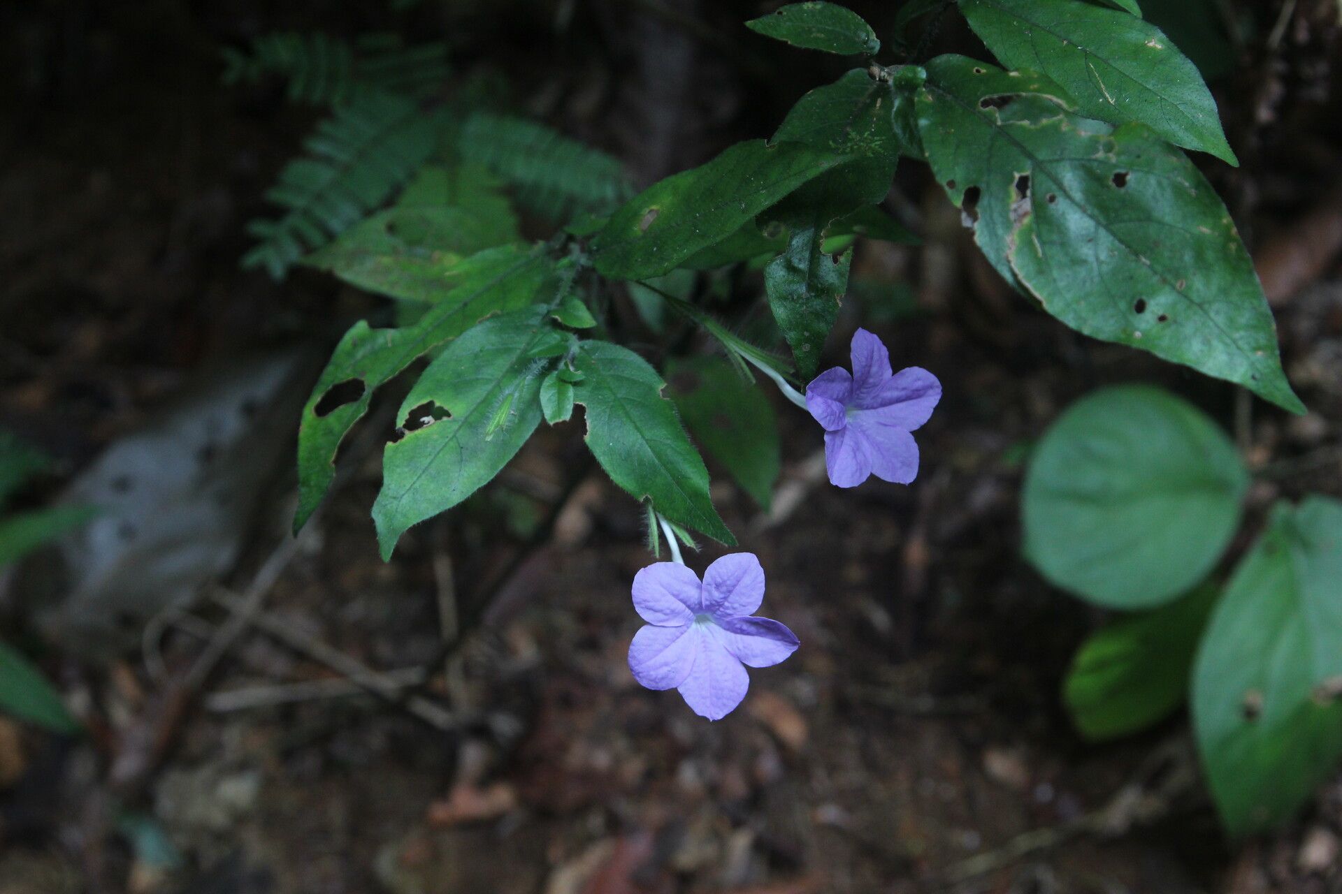 Ruellia primuloides habit